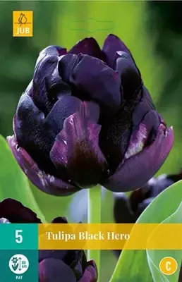 Tulipa Black Hero bloembollen 5 bollen Tulp JUB - Jub