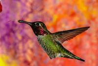 Sigma 135mm f/1.8 DG HSM Art Lens voor Sony E Mount - thumbnail