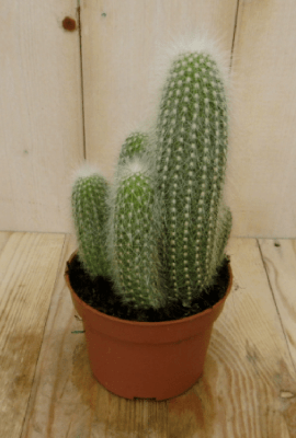 Stekel Cactus kamerplant Warentuin Natuurlijk - Warentuin natuurlijk