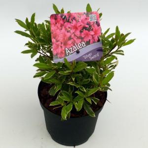 Rododendron (Rhododendron Japonica "Silver Sword") heester - 15-20 cm - 8 stuks Rododendron (Rhododendron Japonica "Silver Sword") heester - 15-20 cm - 8 stuks