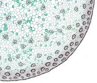 BRESSER Microscoop preparaten 10 stuks - thumbnail