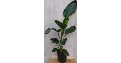 Paradijsvogelbloem Strelitzia Nicolai potmaat 19 cm H70-90 cm (kan in de zomer buiten) Warentuin Natuurlijk - Warentuin natuurlijk
