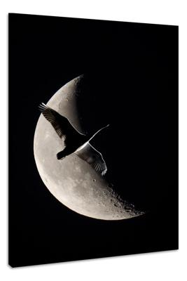 Schilderij - Zwaan en Maan, zwart/wit, Premium Print, Eyecatcher
