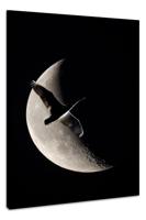 Schilderij - Zwaan en Maan, zwart/wit, Premium Print, Eyecatcher - thumbnail