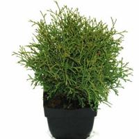 Westerse levensboom (Thuja occidentalis "Tiny Tim") conifeer - thumbnail
