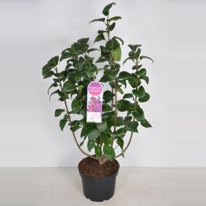 Sering (syringa vulgaris "Znamya Lenina") - 90-120 cm - 1 stuks Sering (syringa vulgaris "Znamya Lenina") - 90-120 cm - 1 stuks