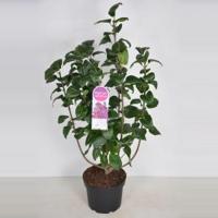 Sering (syringa vulgaris "Znamya Lenina") - 90-120 cm - 1 stuks - thumbnail