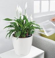 Bloempot Lechuza - thumbnail