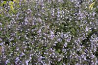 Steentijm - thumbnail