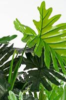 Mica Decorations Philodendron Kunstplant H120 cm - thumbnail