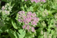 Vetkruid - thumbnail