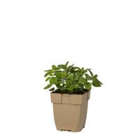 Wilde marjolein vaste plant Griffioen - Griffioen - thumbnail