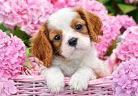 Castorland legpuzzel pup in pink flowers, 500st. - thumbnail