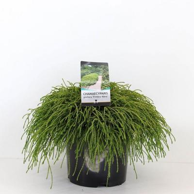 Chamaecyparis pis filifera nana 45 cm Conifeer Schijncipres Warentuin Natuurlijk - Warentuin natuurlijk