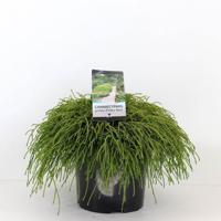 Chamaecyparis pis filifera nana 45 cm Conifeer Schijncipres Warentuin Natuurlijk - Warentuin natuurlijk - thumbnail