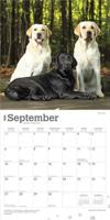Labrador Retriever Mixed Kalender 2026 - thumbnail