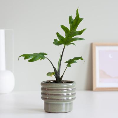 Alocasia Brancifolia Pink Passion (mini) - P6 Alocasia Brancifolia Pink Passion (mini) - P6