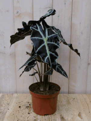 Olifantsoor polly 50 cm kamerplant Alocasia Warentuin Natuurlijk - Warentuin natuurlijk