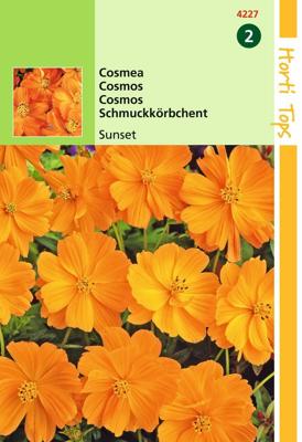 Zaden Cosmos Cosmea Sunset Oranje-Rood Hortitops - Hortitops