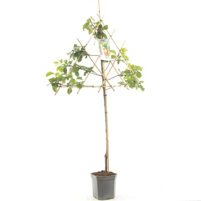 Prunus domestica Victoria Pruim leivorm fruitplant Fruithof - Fruithof Prunus domestica Victoria Pruim leivorm fruitplant Fruithof - Fruithof