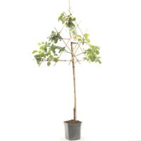 Prunus domestica Victoria Pruim leivorm fruitplant Fruithof - Fruithof - thumbnail