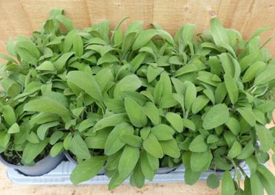 Kruiden Salie 8 potjes in tray Warentuin Natuurlijk - Warentuin natuurlijk