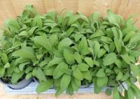 Kruiden Salie 8 potjes in tray Warentuin Natuurlijk - Warentuin natuurlijk - thumbnail