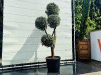 Olijfboom Olea Europaea - Multi Bolvormen - thumbnail