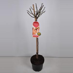 Grootbloemige roos op stam Parfum de Nature (rosa "Diamonds Forever"®) - Op stam 70 cm - 1 stuks