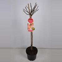 Grootbloemige roos op stam Parfum de Nature (rosa "Diamonds Forever"®) - Op stam 70 cm - 1 stuks - thumbnail