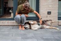 TRIXIE VACHT ONTKLITTER LANGHAAR 7X14 CM 3 ST - thumbnail