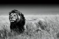 Foto Glas Art - Leeuw in zwart-wit, 120x80cm, prachtig voor in woon en of slaapkamer, inclusief ophang materiaal - thumbnail