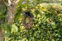 TRIXIE MEZENBOLHOUDER ROND MET DAK ZWART 24X8X8 CM - thumbnail