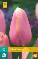 Tulp Menton 7 bollen - thumbnail