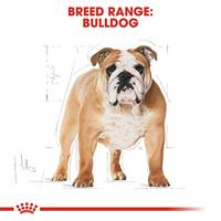 ROYAL CANIN Bulldog Adult - droog hondenvoer - 12 kg - thumbnail