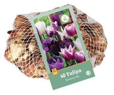 Bloembollen Tulipa Blueberry Mix 35st Bloembollen Tulipa Blueberry Mix 35st