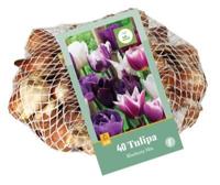 Bloembollen Tulipa Blueberry Mix 35st - thumbnail