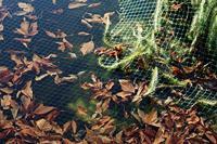 Siena Garden 22250-2-36 Vijvernet - thumbnail