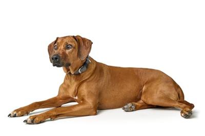 HUNTER Hondenhalsband Wolmar, zwart/grijs, Maat: 50 HUNTER Hondenhalsband Wolmar, zwart/grijs, Maat: 50