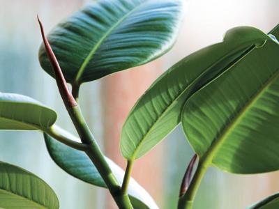 Kamerplanten grond aarde 20 liter - Warentuin mix