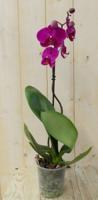 Vlinderorchidee Tak roze 60 cm Phalaenopsis Warentuin Natuurlijk - Warentuin natuurlijk - thumbnail
