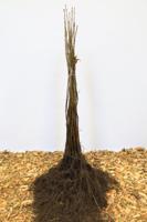 Gewone esdoorn - thumbnail