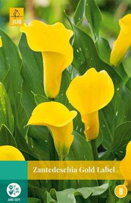 Zantedeschia gold label JUB 1 bloembol - Jub