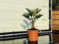 Palmboom - Trachycarpus Wagnerianus - thumbnail