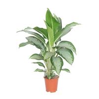 Aglaonema Cleopatra - P 17 cm - thumbnail