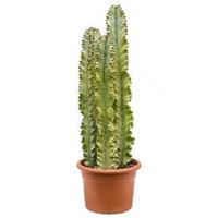 Euphorbia cactus ingens marmorata trio kamerplant - thumbnail