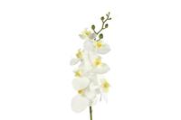 Kunstbloem Phalaenopsis wit Countryfield - Countryfield - thumbnail
