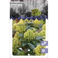Skimmia (Skimmia Japonica “White Dwarf”®) heester - 30-40 cm (C4.5) - 9 stuks - thumbnail
