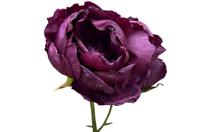 Enkele donkerpaarse pioenroos Buitengewoon de Boet - Buitengewoon de boet - thumbnail