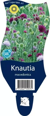 Knautia macedonica perkplant Griffioen - Griffioen